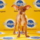 Illustration for article titled This year’s Puppy Bowl lineup is long on cute, short on brutes